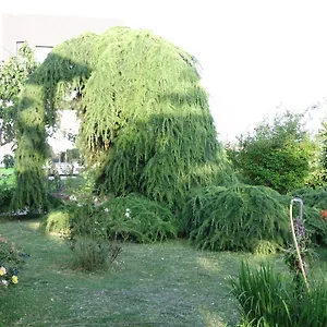 Apartment Ribic, Umag